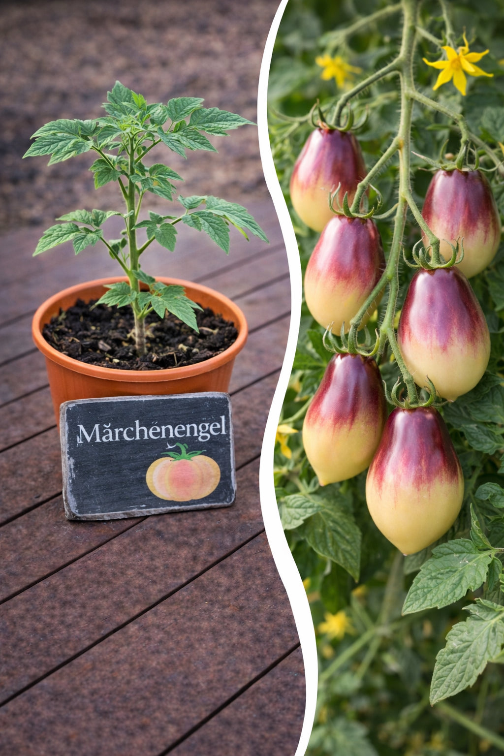 Jungpflanze Tomate Märchenengel von Semenlina, junge Tomatenpflanze mit grünen Blättern und kleinen Früchten, auf Bild 14.