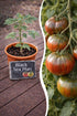 Jungpflanze Tomate Black Sea Man von Semenlina, frisch und gesund, mit grünen Blättern und kleinen Tomatenknospen sichtbar
