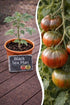 Jungpflanze Tomate - Black Sea Man - Wurzelwerk Design
