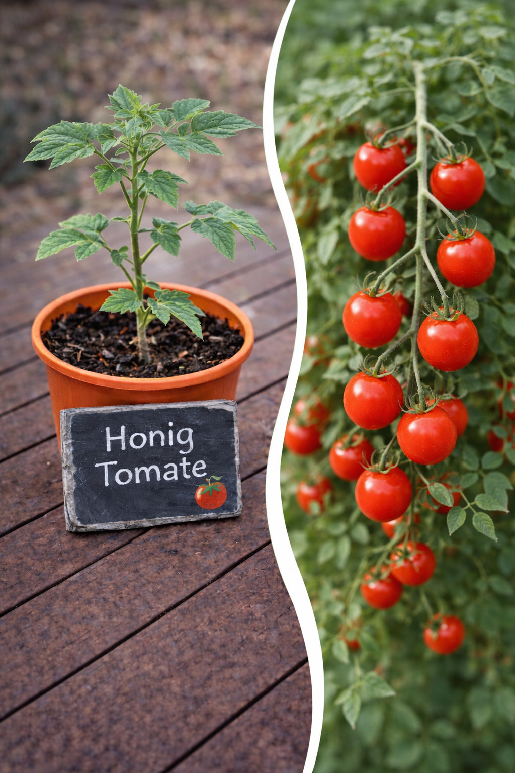 Jungpflanze der Semenlina Honigtomate, frisch und gesund, bereit zum Umpflanzen, wächst in Erde mit grünen Blättern.