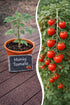Jungpflanze der Semenlina Honigtomate, frisch und gesund, bereit zum Umpflanzen, wächst in Erde mit grünen Blättern.