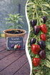 Jungpflanze Chili Scarlett Variegated von Semenlina, junge Chili-Pflanze mit bunten Blättern, im Topf auf einem Gartentisch.