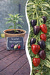 Jungpflanze Chili Scarlett Variegated von Semenlina, junge Chili-Pflanze mit variegierten Blättern, im Topf.