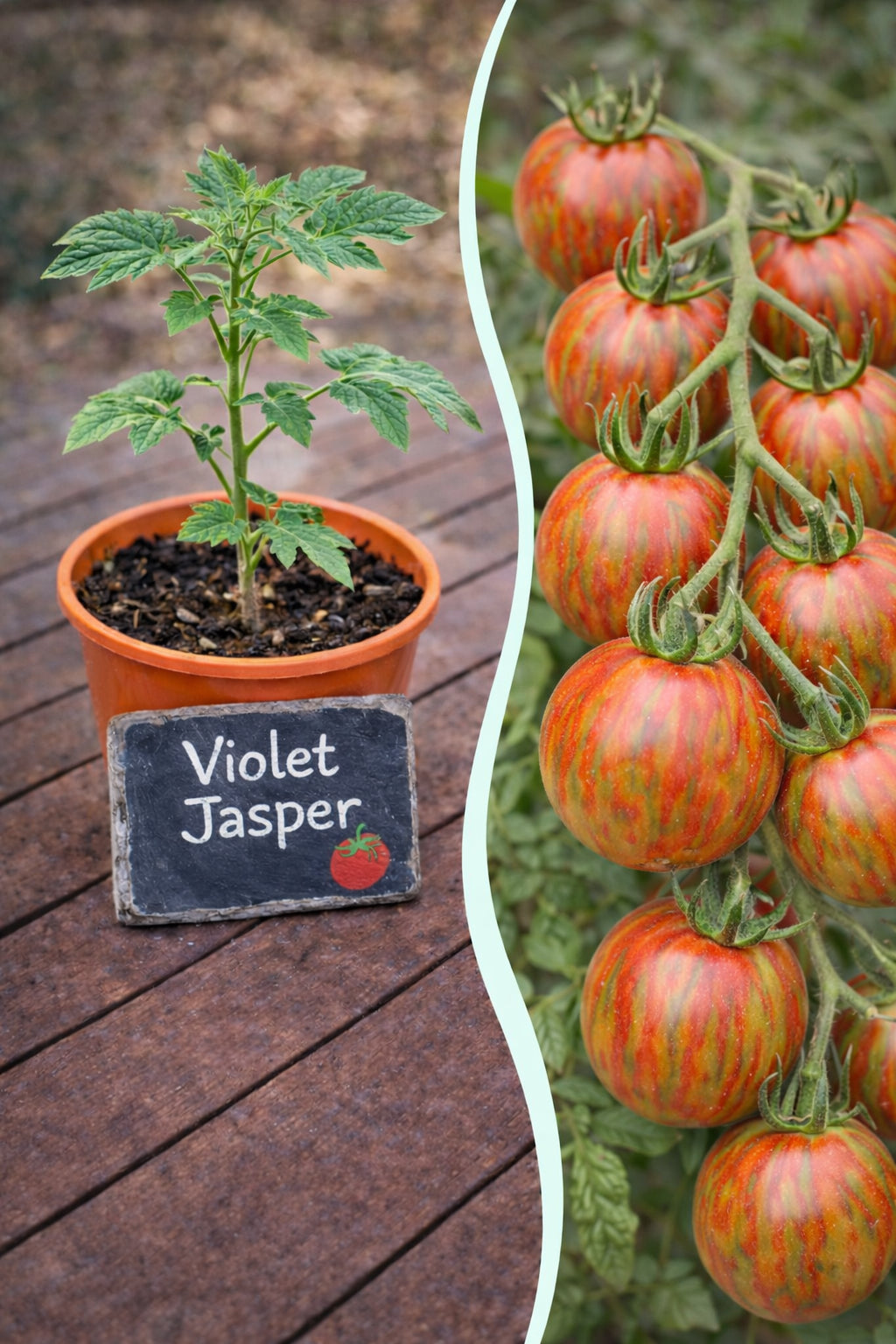 Jungpflanze der Tomate Violet Jasper von Semenlina, gesunde grüne Setzlinge für den Garten, im Topf auf Bild_20.jpg