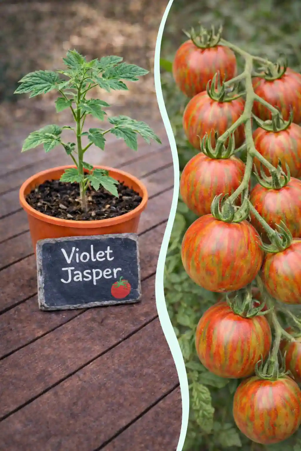 Jungpflanze der Tomate Violet Jasper von Semenlina, gesunde grüne Setzlinge für den Garten, im Topf auf Bild_20.jpg