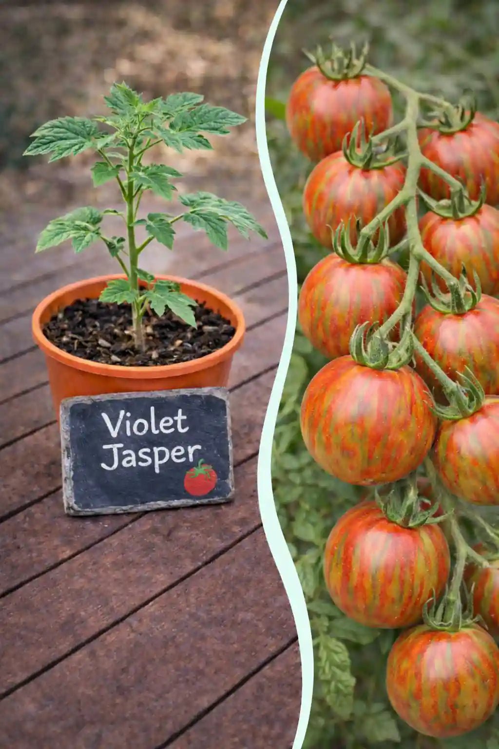 Jungpflanze der Tomate Violet Jasper von Semenlina, grüne Pflanze mit jungen Blättern und kleinen Tomatenansätzen.