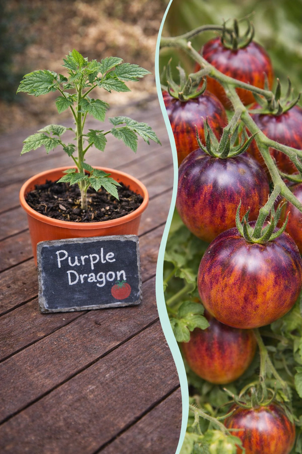 Jungpflanze Tomate Purple Dragon von Semenlina, junge Tomatenpflanze mit grünen Blättern und ersten Blüten.