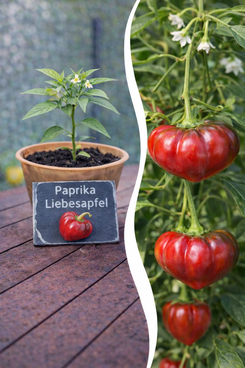 Jungpflanze Paprika Liebesapfel von Semenlina, frisch und kräftig, im Topf mit grünen Blättern und jungen Paprika-Setzlingen.