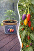 Jungpflanze Chili Aurora von Semenlina, junge grüne Chili-Pflanze in Topf, ideal für den Gartenanbau