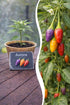 Jungpflanze Chili Aurora von Semenlina, junge grüne Chili-Pflanze auf Anzuchtbild, ideal für den Gartenanbau