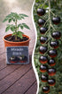 Jungpflanze Tomate Mirado Black von Semenlina, junge Tomatenpflanze mit grünen Blättern und kleinen Fruchtknospen.