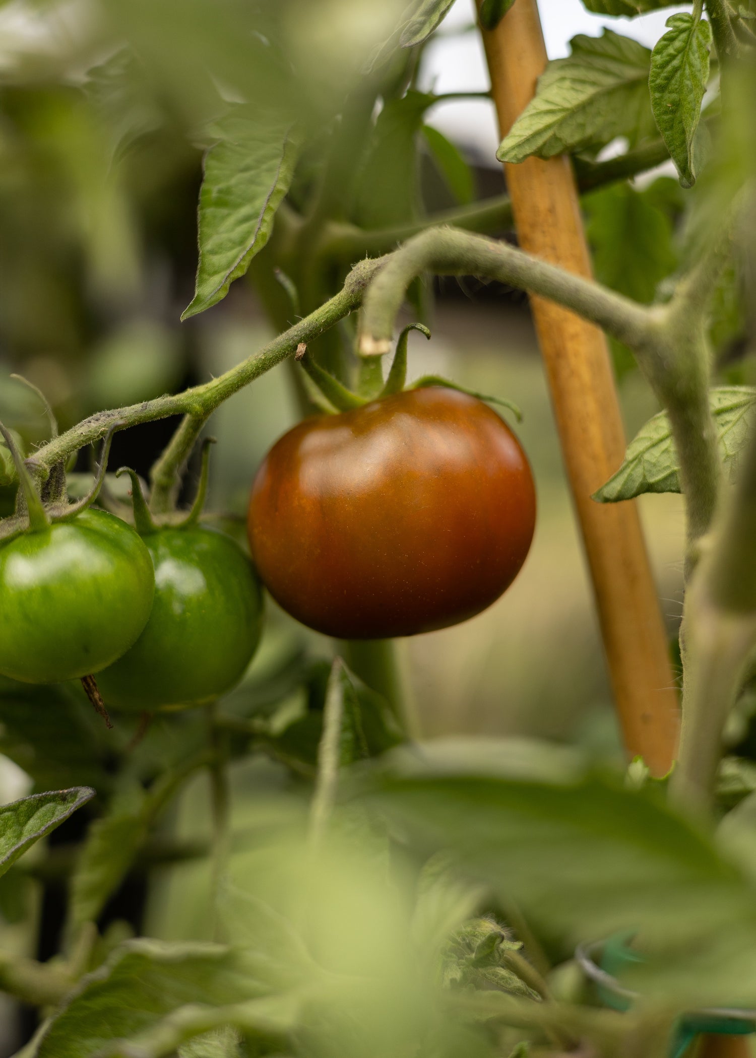 Kumato Tomatensamen von Semenlina, frisch und saftig, ideal für den Anbau in Garten oder Topf