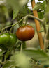 Kumato Tomatensamen von Semenlina, frisch und hochwertig, ideal für den eigenen Tomatenanbau.