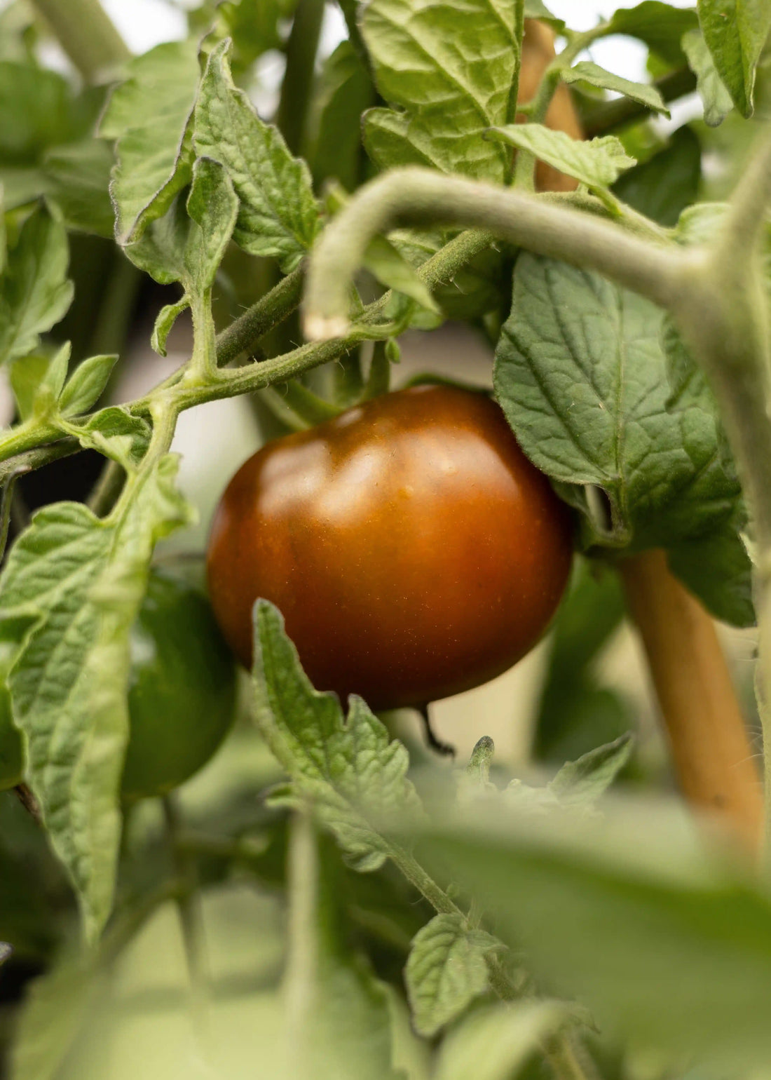 Reife Kumato-Tomatensamen von Semenlina in einer offenen Verpackung, bereit zum Pflanzen.