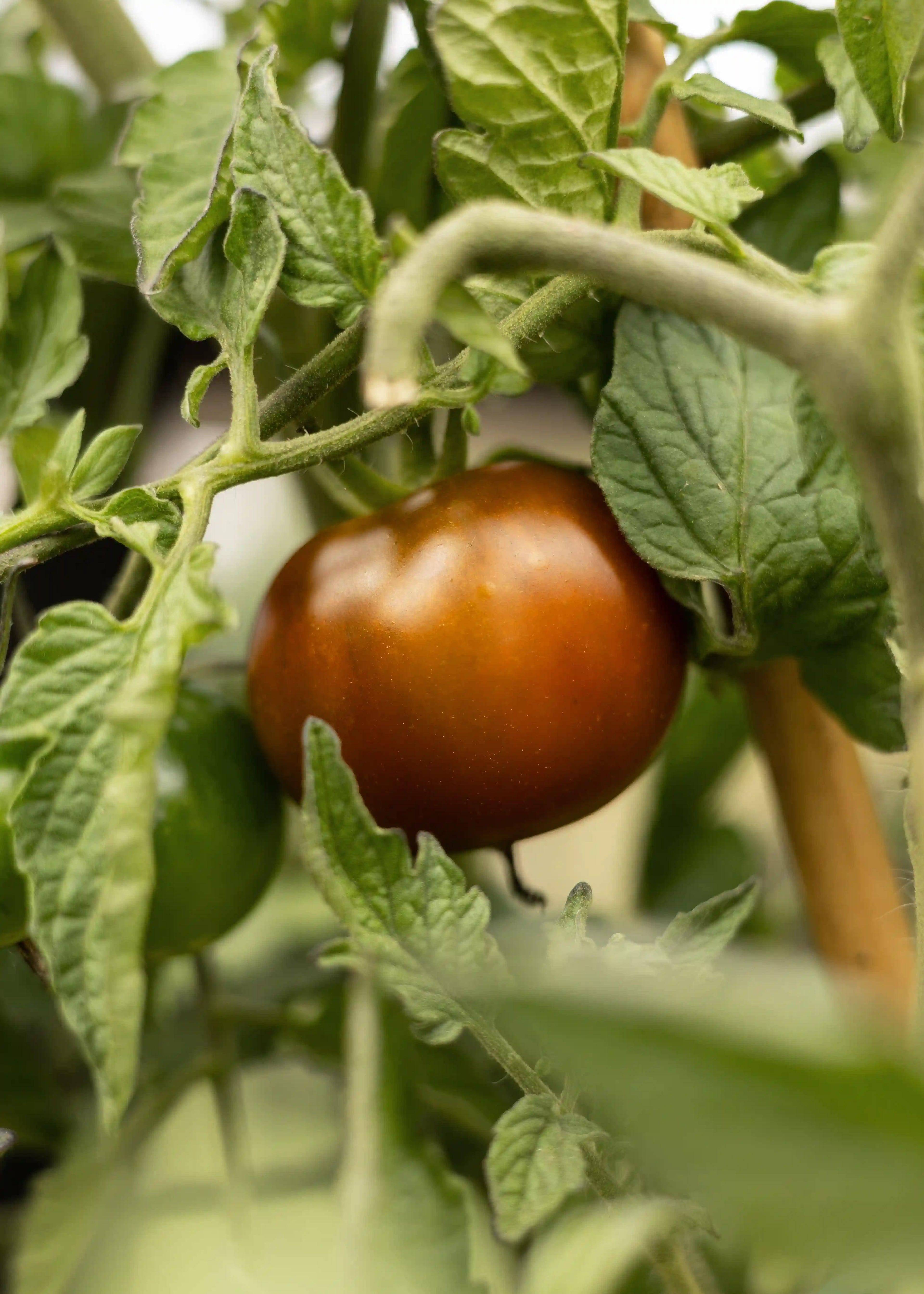 Reife Kumato-Tomatensamen von Semenlina in einer offenen Verpackung, bereit zum Pflanzen.