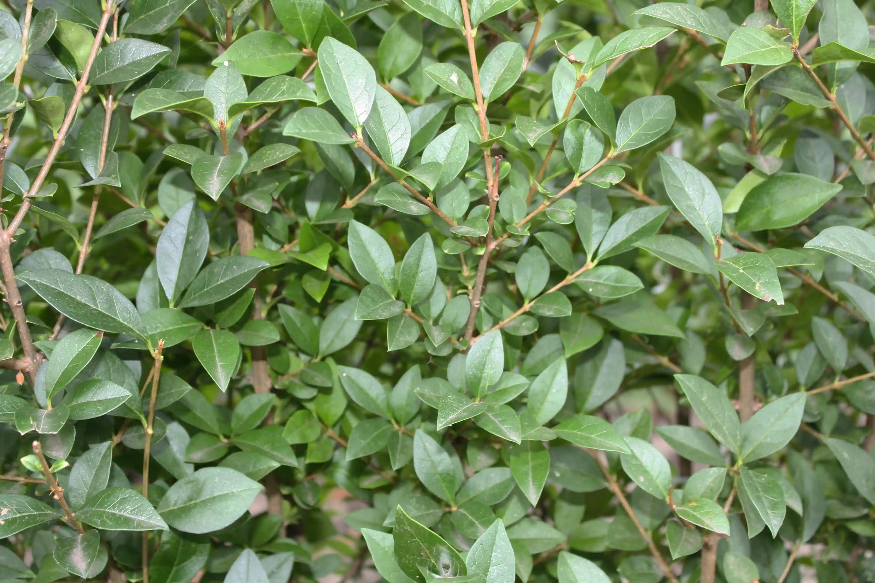 Ligustrum ovalifolium Fertighecke, 200cm Heckenpflanzen von QuickHedge, detailliertes Bild der immergrünen Heckenpflanze