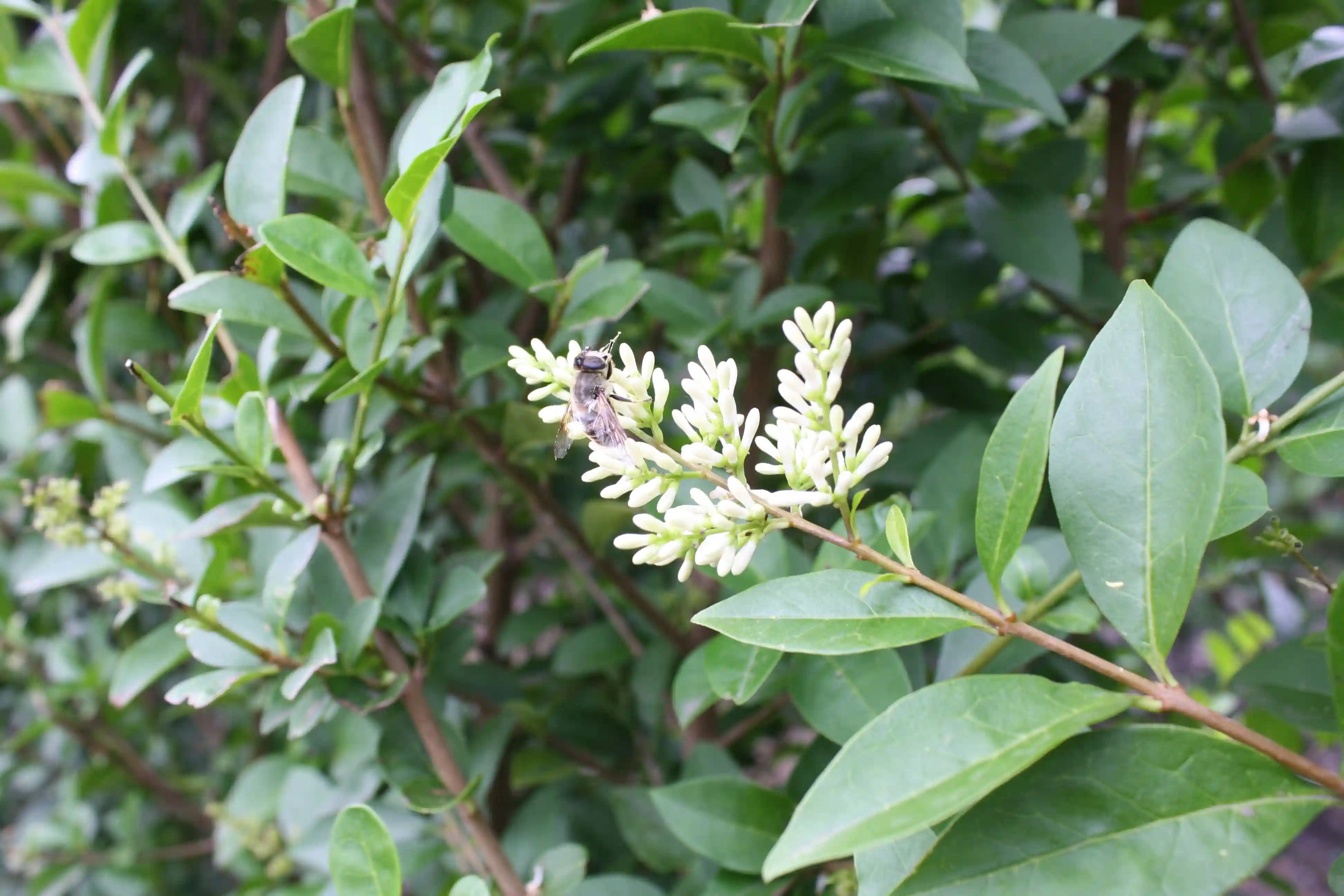 Ligustrum ovalifolium Heckenpflanzen, fertig gewachsene Hecke von QuickHedge, 200 cm hoch mit grünen Blättern, Blüten im Bild