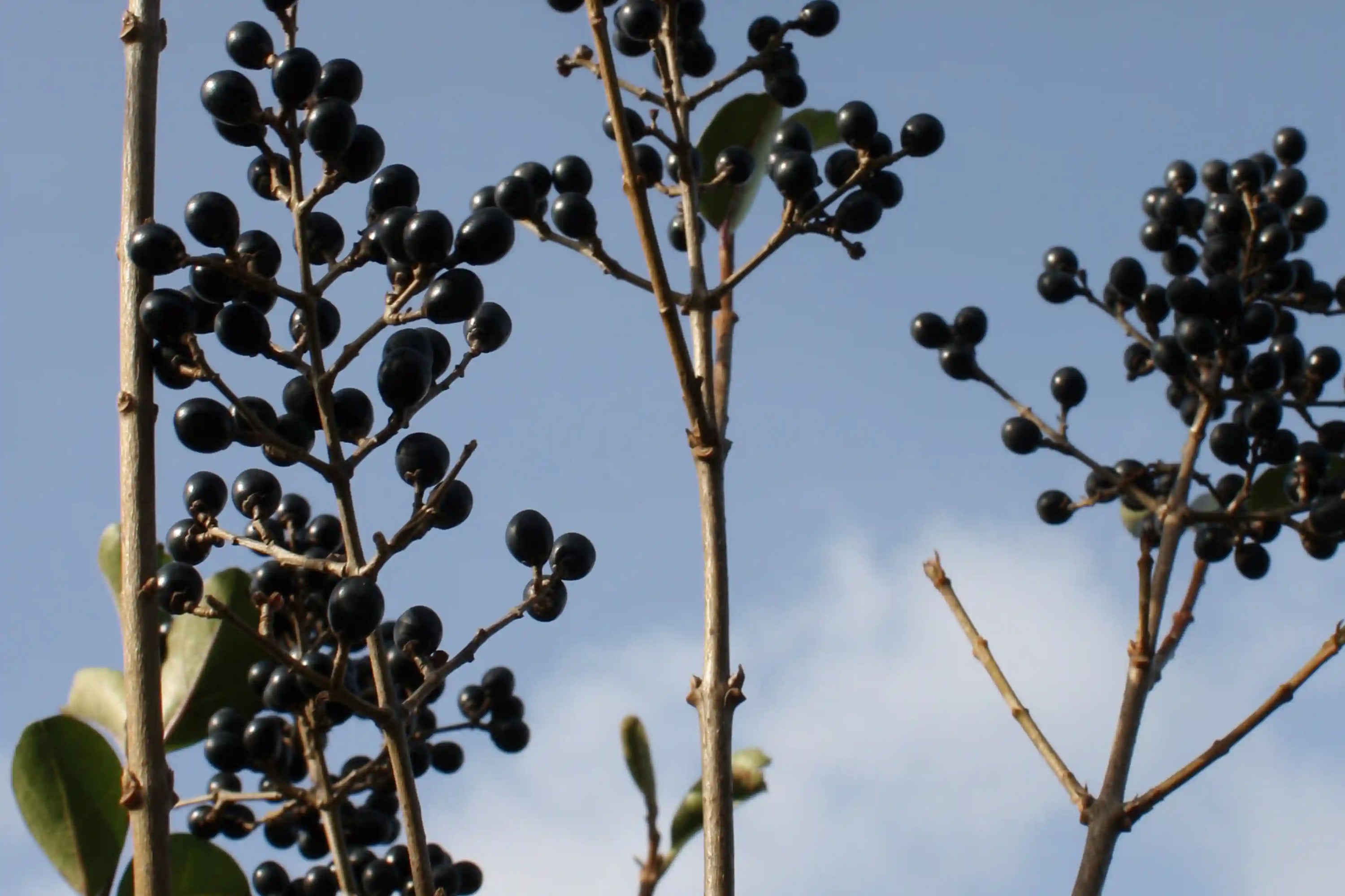 Ligustrum ovalifolium Fertighecke, 200 cm, Heckenpflanzen von QuickHedge mit grünen Blättern und reifen Früchten.