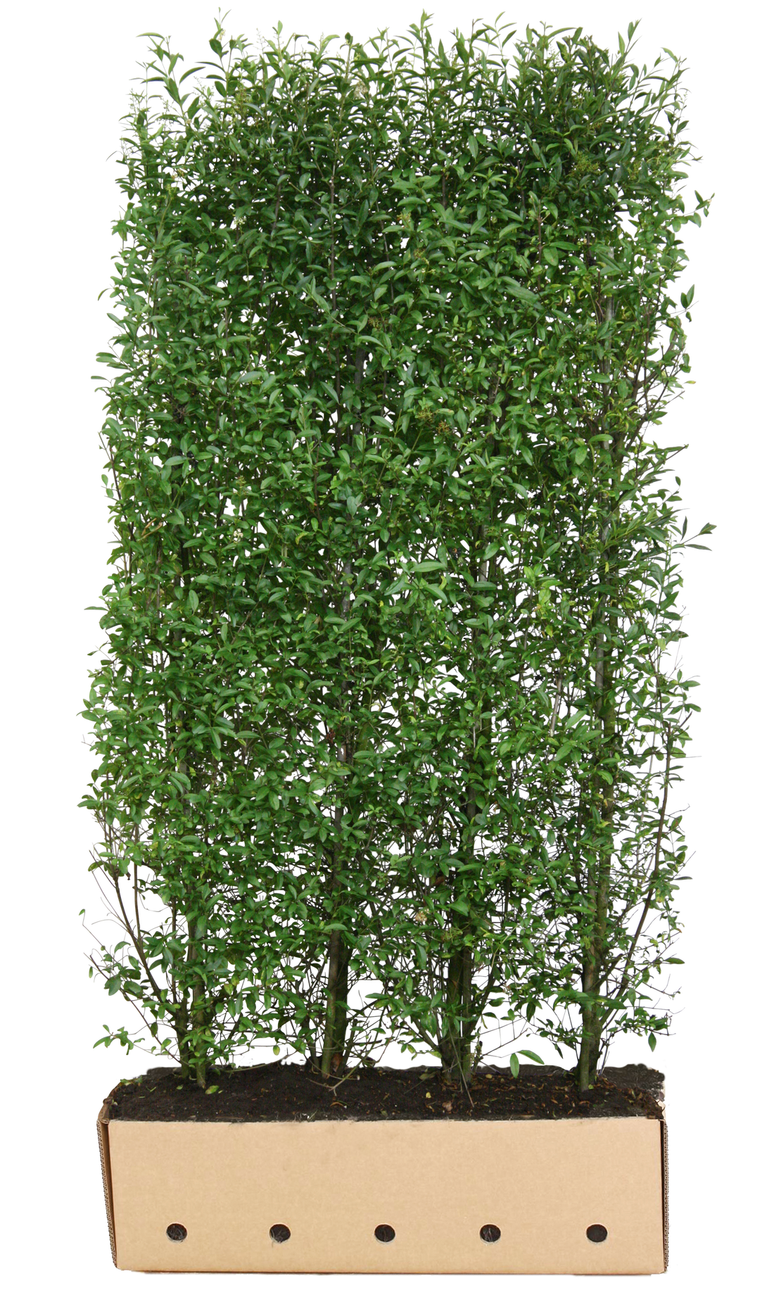 Hochwachsende Ligustrum vulgare "Atrovirens" 200 cm Heckenpflanze von QuickHedge, ideal für gepflegte Hecken und Sichtschutz.