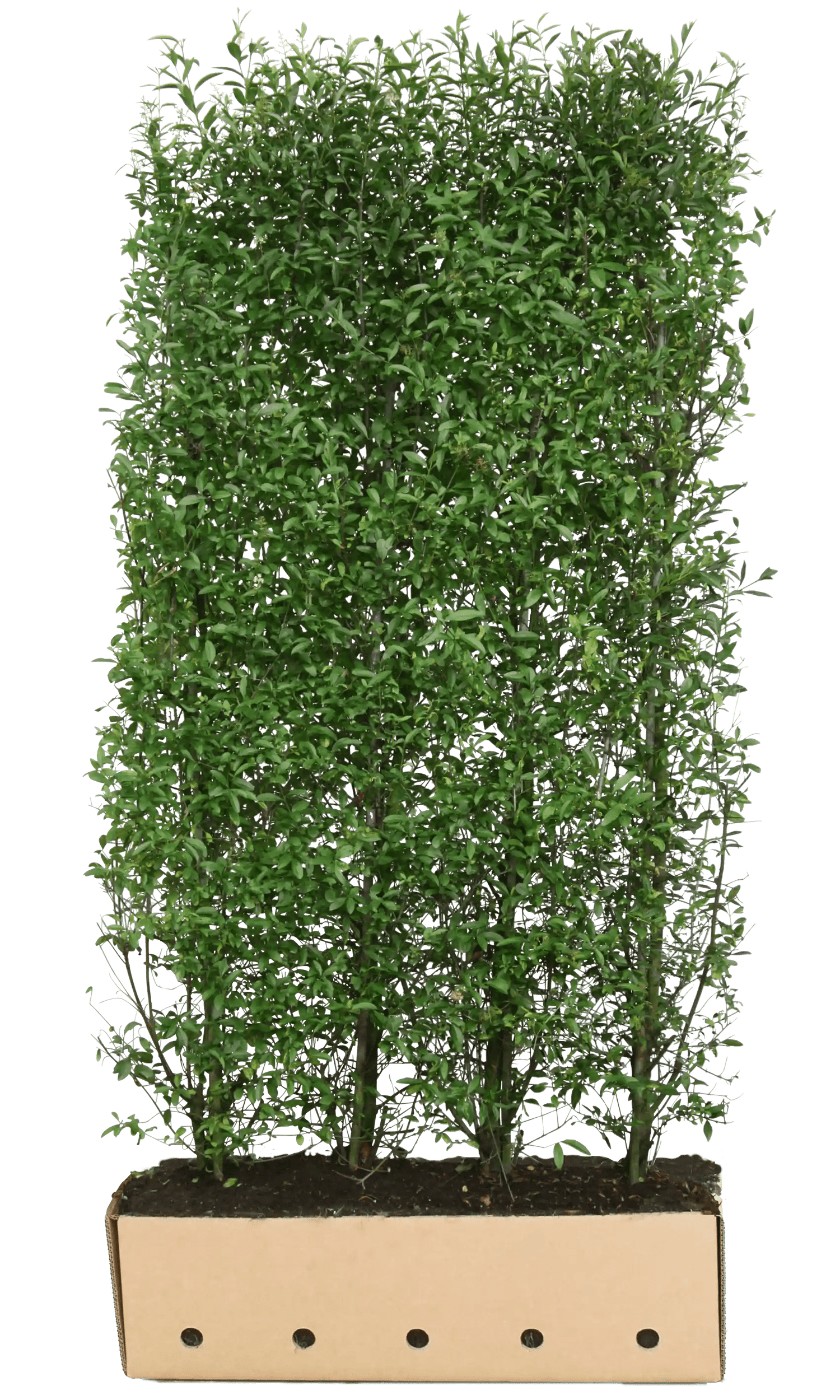 Ligustrum vulgare "Atrovirens" 200cm Heckenpflanzen von QuickHedge, fertig gewachsene Hecke mit dunkelgrünen Blättern.