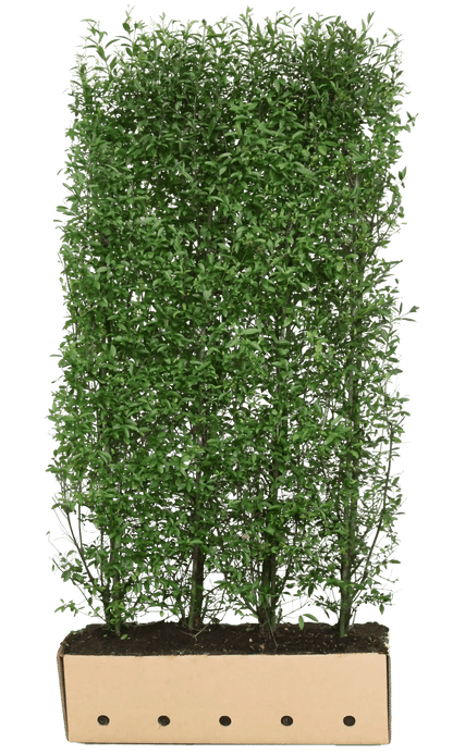 Ligustrum vulgare "Atrovirens" 200cm Heckenpflanzen von QuickHedge, fertig gewachsene Hecke mit dunkelgrünen Blättern.