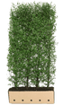 Ligustrum vulgare "Atrovirens" 200cm Heckenpflanzen von QuickHedge, fertig gewachsene Hecke mit dunkelgrünen Blättern.