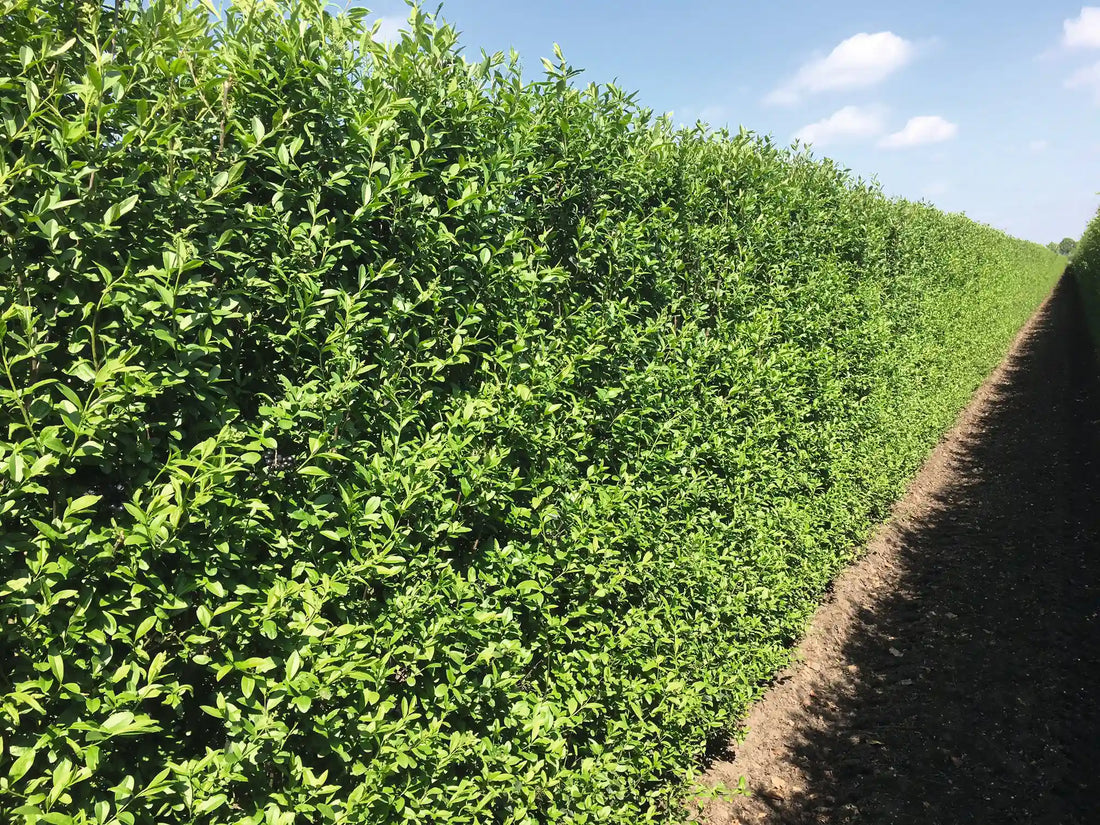 Ligustrum vulgare "Atrovirens" 200cm Heckenpflanze für Fertighecke, grüne Blätter, sommerliche Szenerie, schnell wachsend, robust