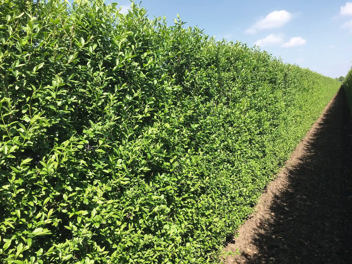 Ligustrum vulgare "Atrovirens" 200cm Heckenpflanze für Fertighecke, grüne Blätter, sommerliche Szenerie, schnell wachsend, robust