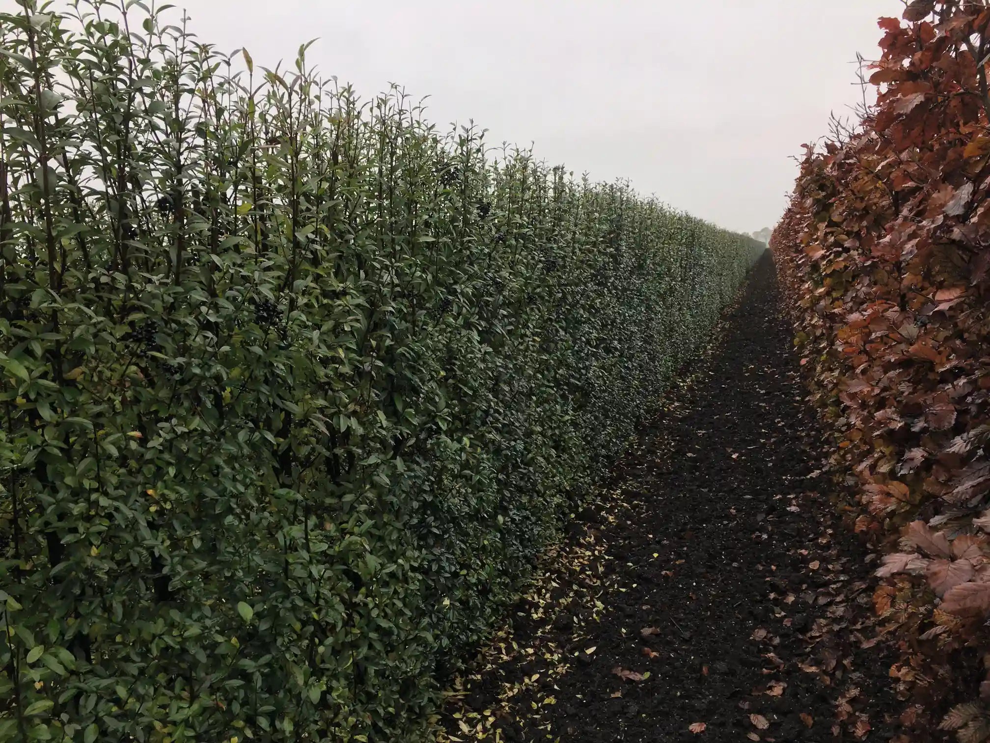 Ligustrum vulgare "Atrovirens" 200cm Heckenpflanze von QuickHedge, wintergrüner Strauch für Fertighecke, detailliertes Bild