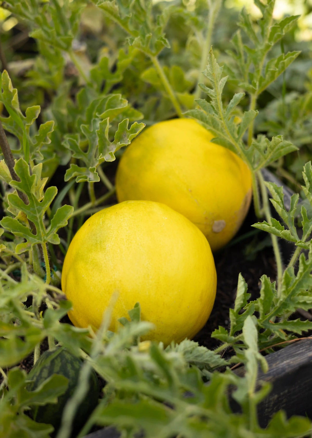 Limelon Melonensamen von Semenlina, frische Samen für den Anbau von süßen Limelon Melonen, auf weißem Hintergrund fotografiert