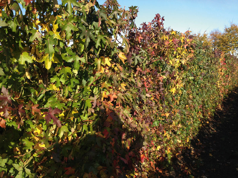 Liquidambar styraciflua 200cm Fertighecke