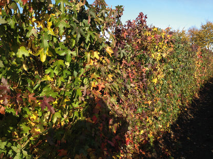 Liquidambar styraciflua 200cm Fertighecke