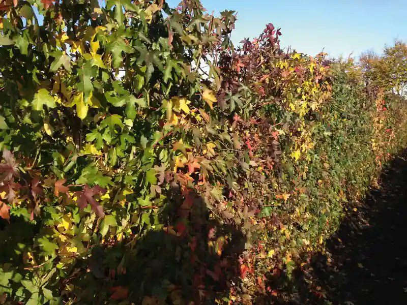 Liquidambar styraciflua Heckenpflanze, 200cm hoch, fertig gewachsen, mit herbstlichen Blättern, von QuickHedge.