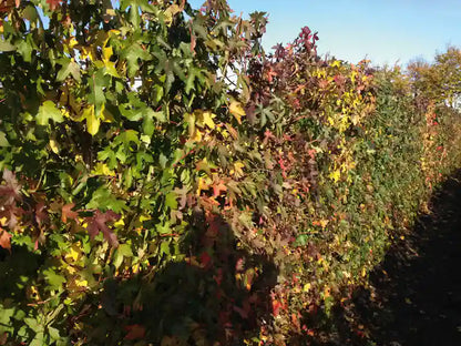Liquidambar styraciflua Heckenpflanze, 200cm hoch, fertig gewachsen, mit herbstlichen Blättern, von QuickHedge.
