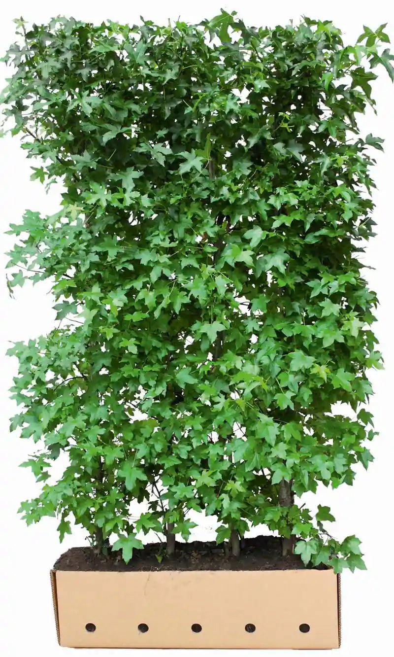 Fertighecke aus Liquidambar styraciflua, 200 cm hoch, Heckenpflanzen von QuickHedge, grüne Blätter und dichte Belaubung