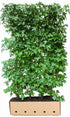 Fertighecke aus Liquidambar styraciflua, 200 cm hoch, Heckenpflanzen von QuickHedge, grüne Blätter und dichte Belaubung