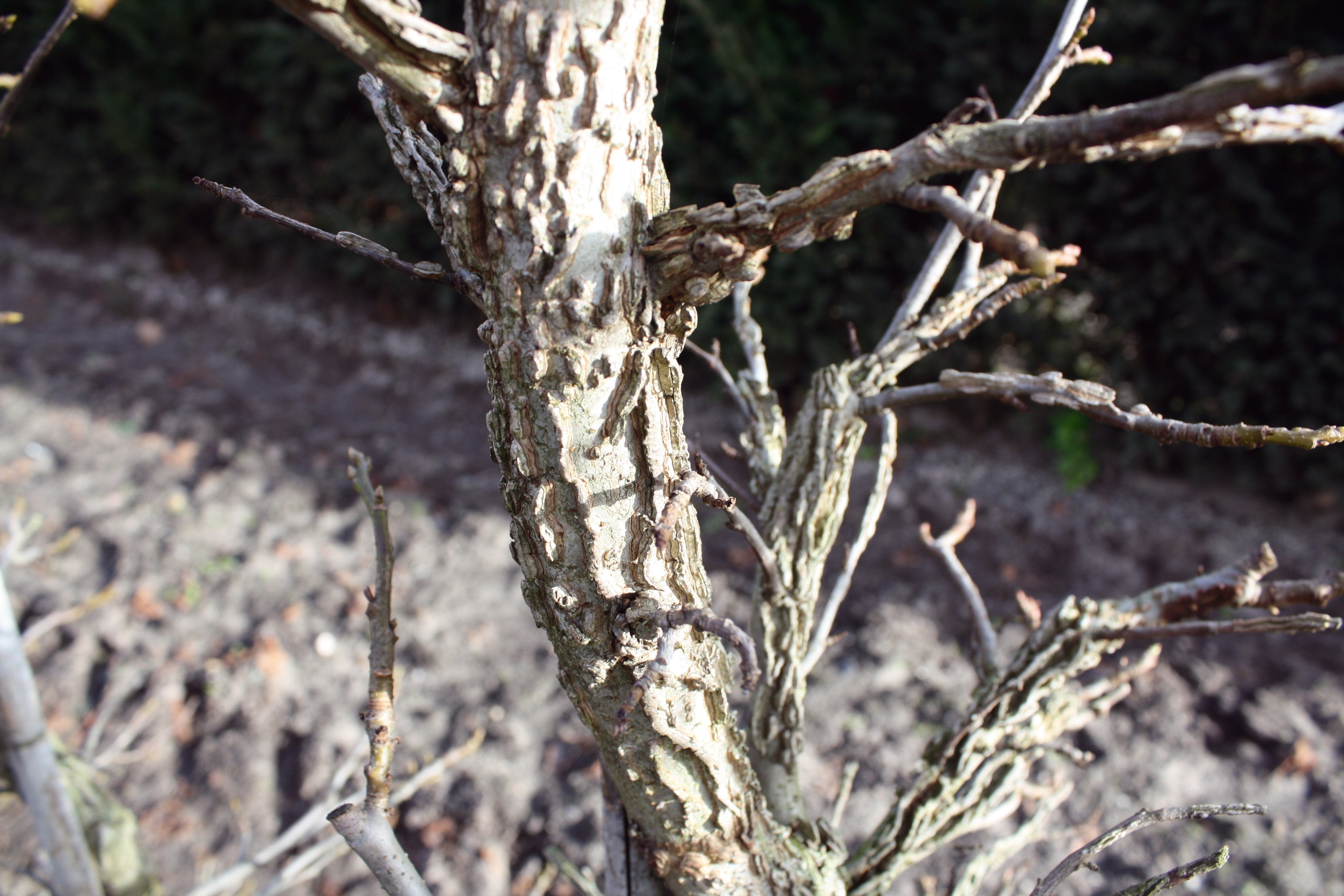 Liquidambar styraciflua 200cm Fertighecke