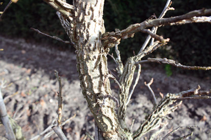 Liquidambar styraciflua 200cm Fertighecke