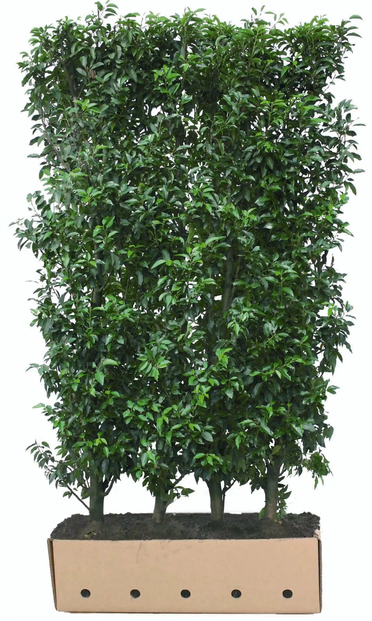 Fertighecke aus Prunus lusitanica "Angustifolia" 200cm, Heckenpflanze von QuickHedge, grüne Laubhecke im Garten
