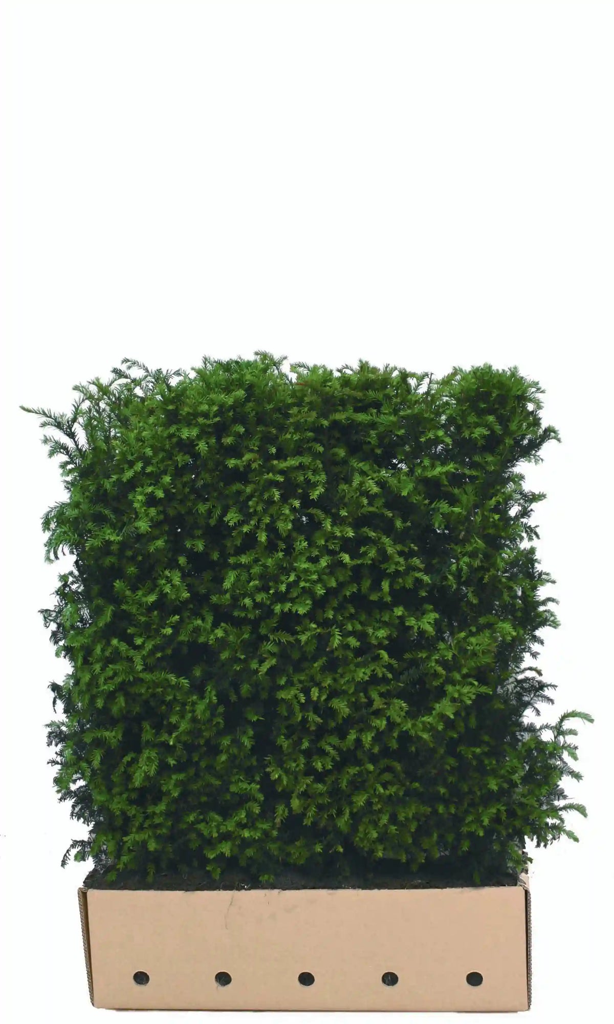 Fertighecke aus Taxus baccata, 120 cm hoch, bei QuickHedge, mit dichten, grünen Heckenpflanzen für Sichtschutz.