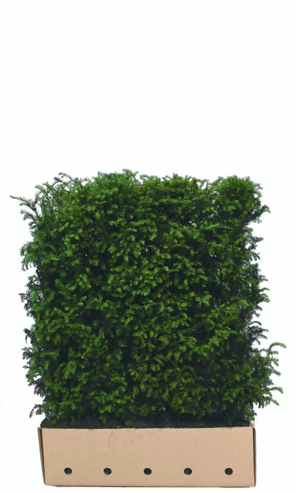 Fertighecke aus Taxus baccata, 120 cm hoch, bei QuickHedge, mit dichten, grünen Heckenpflanzen für Sichtschutz.