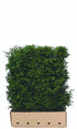 Fertighecke aus Taxus baccata, 120 cm hoch, bei QuickHedge, mit dichten, grünen Heckenpflanzen für Sichtschutz.