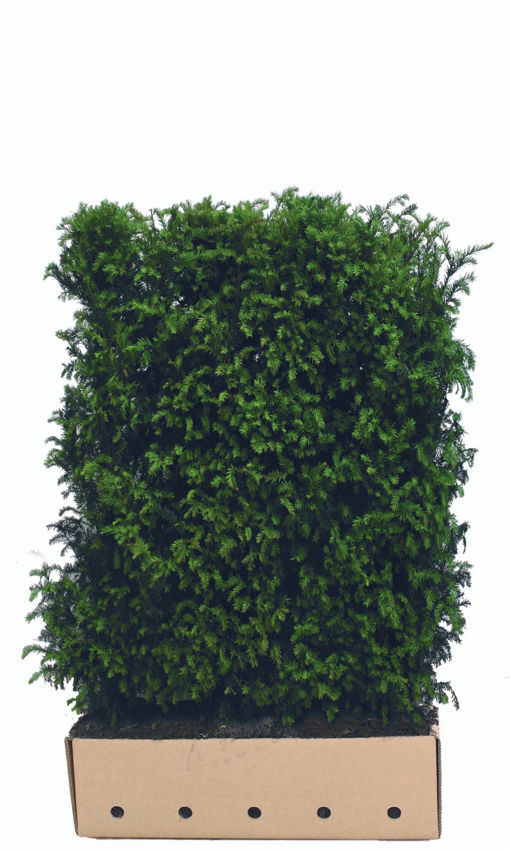 Fertighecke aus Taxus baccata, 150 cm hoch, Heckenpflanzen von QuickHedge, grüne immergrüne Heckenpflanzen.