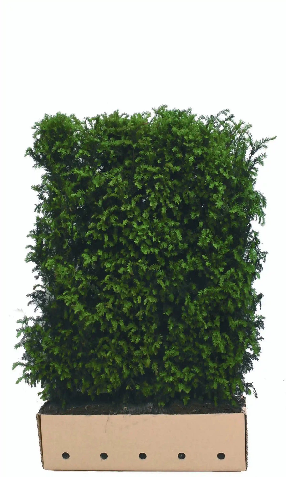 Fertighecke mit Taxus baccata, 150 cm hoch, Heckenpflanzen von QuickHedge für natürliche Gartenbegrenzung