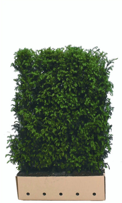 Fertighecke mit Taxus baccata, 150 cm hoch, Heckenpflanzen von QuickHedge für natürliche Gartenbegrenzung