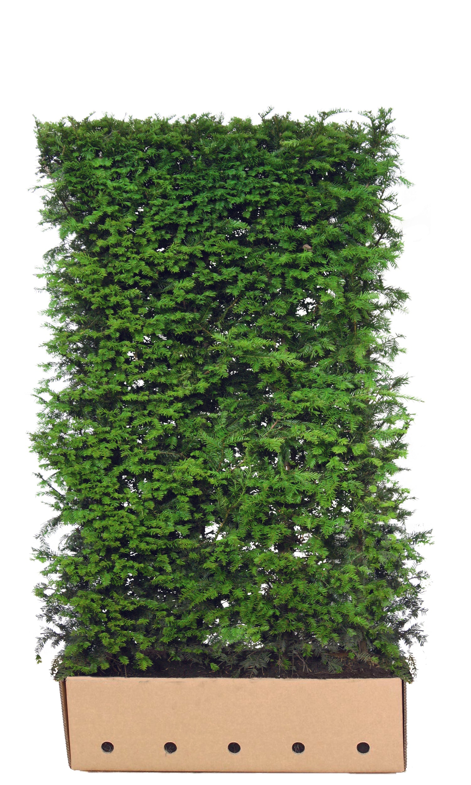 Fertighecke aus Taxus baccata, 180 cm hoch, mit dichten grünen Zweigen, als Heckenpflanze von QuickHedge.