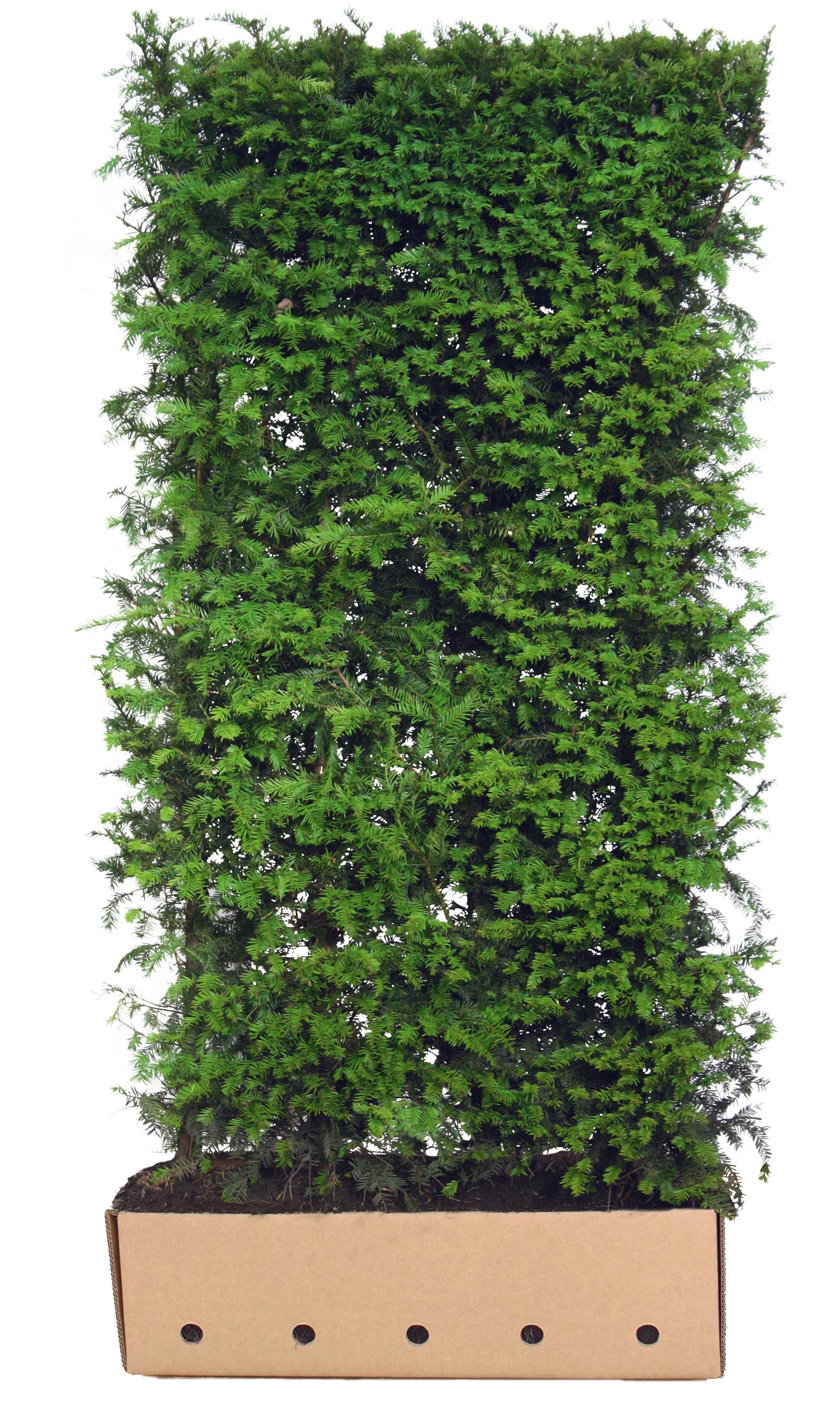 Fertighecke aus Taxus baccata, 200 cm hoch, Heckenpflanzen von QuickHedge, grüne immergrüne Heckenpflanzen.