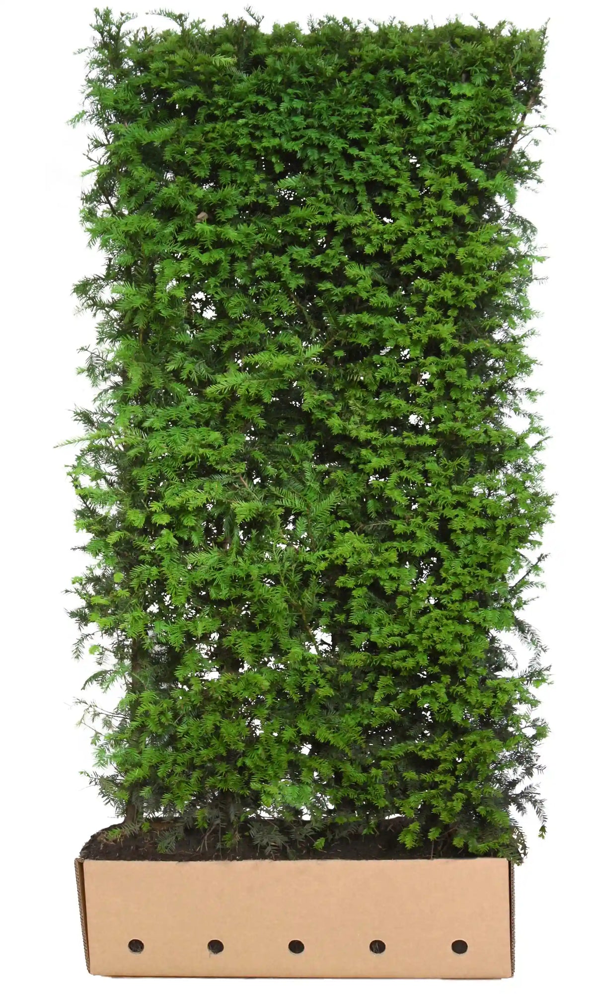 Lebensbaum Heckenpflanzen, Taxus baccata, 200 cm, fertig gewachsene Hecke, QuickHedge, grüne immergrüne Heckenpflanze