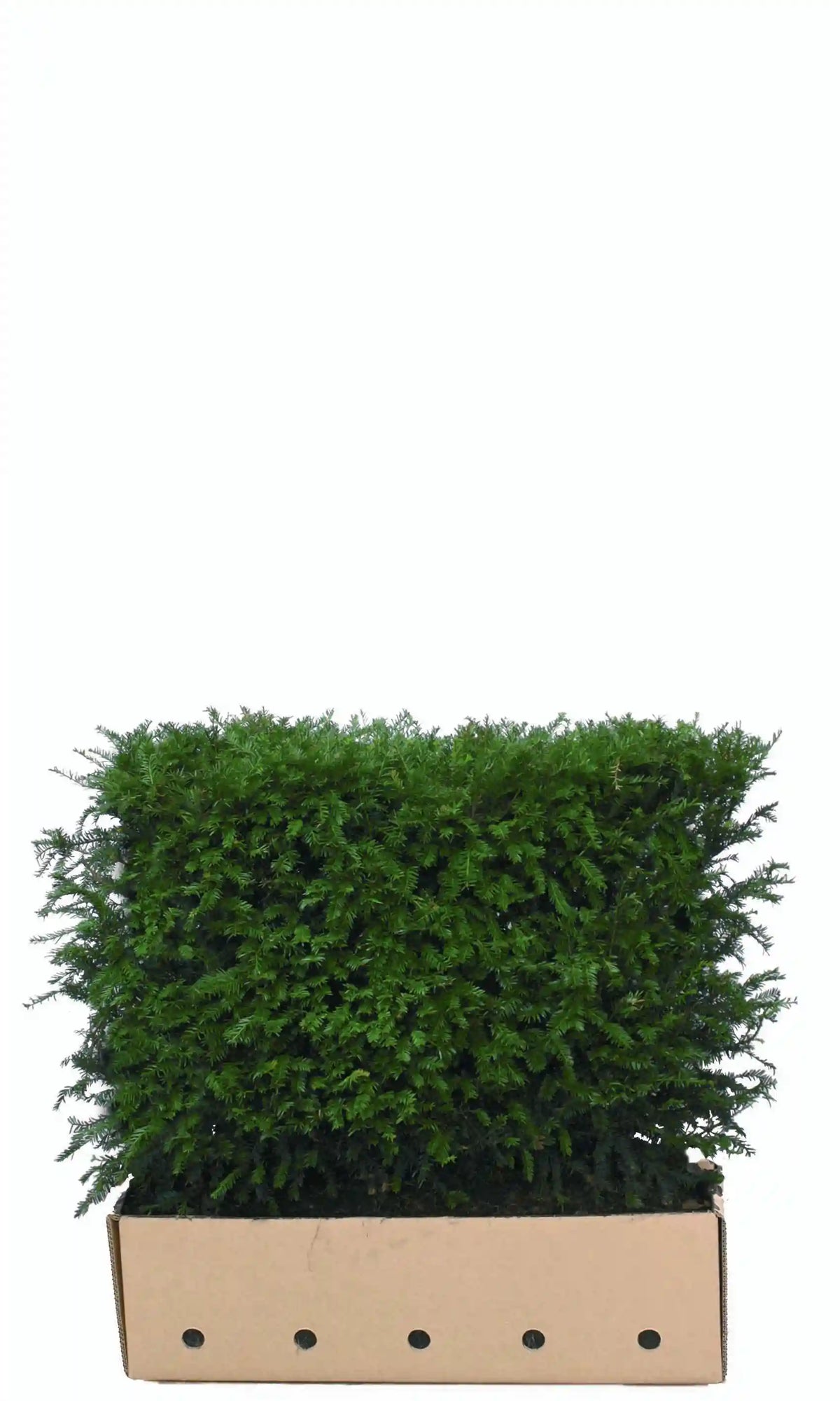 Fertige Heckenpflanzen Taxus baccata in Topf, 80 cm hoch, für eine schnelle grüne Hecke, von QuickHedge.