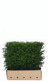 Fertige Heckenpflanzen Taxus baccata in Topf, 80 cm hoch, für eine schnelle grüne Hecke, von QuickHedge.